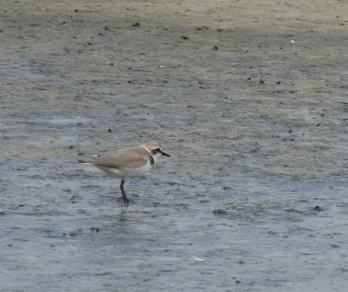 Побережник червоногрудий - ML646259077