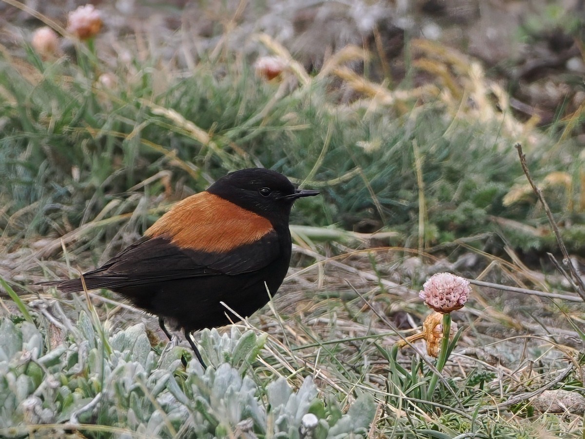 Негрито патагонський - ML646259078