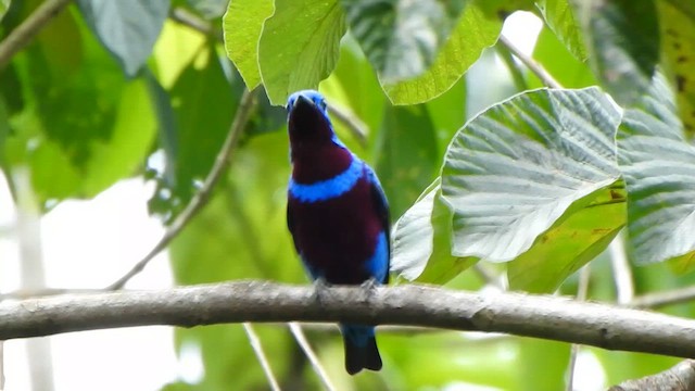 Banded Cotinga - ML646259079