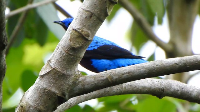 Banded Cotinga - ML646259080