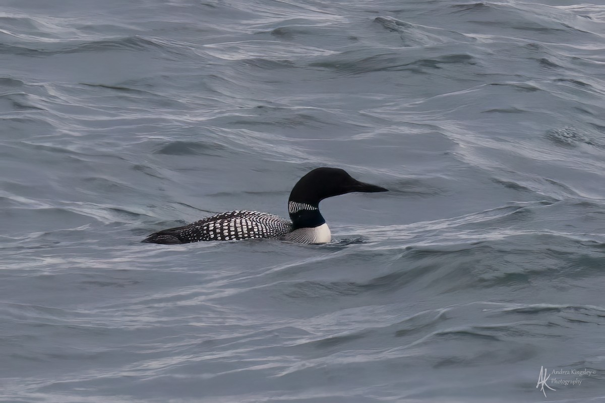 Гагара полярна - ML646259081