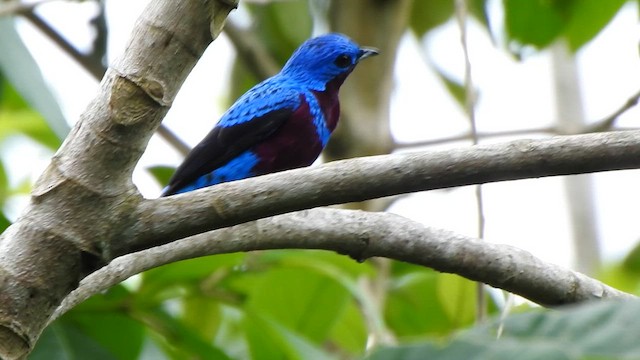 Banded Cotinga - ML646259082