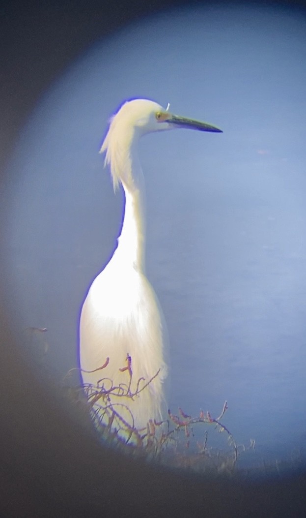 Snowy Egret - ML646259084