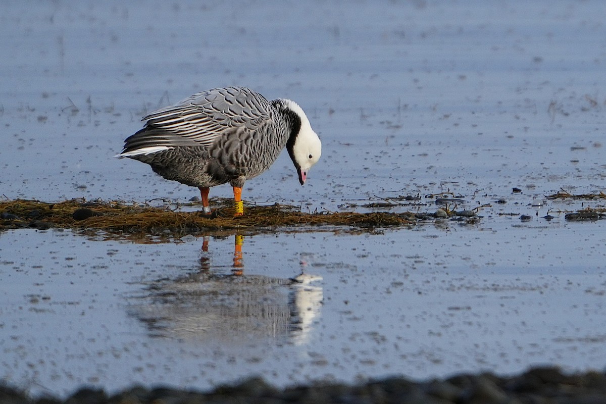 Emperor Goose - ML646259085