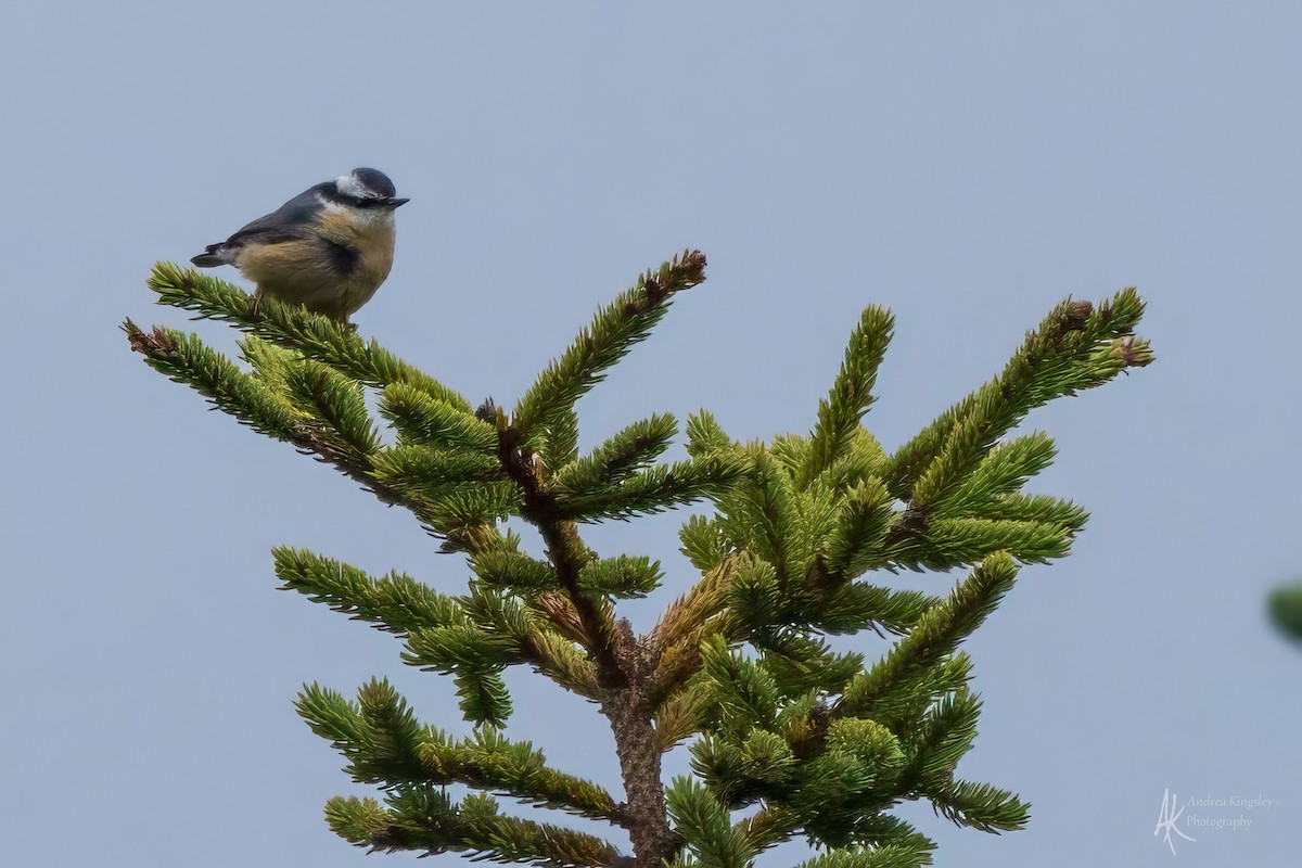 Red-breasted Nuthatch - ML646259086