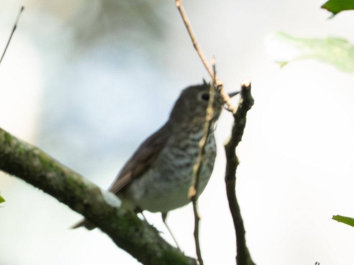 Swainson's Thrush - ML646259091