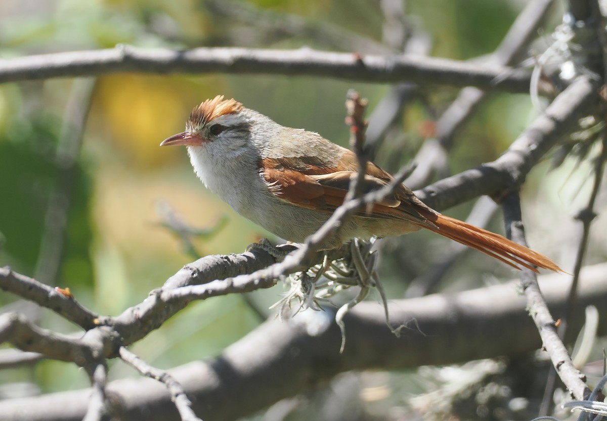 Bolivian Spinetail - ML646259108