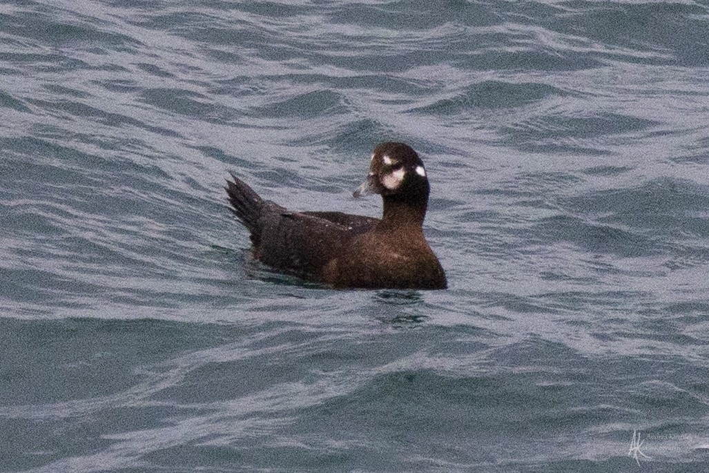 Harlequin Duck - ML646259110