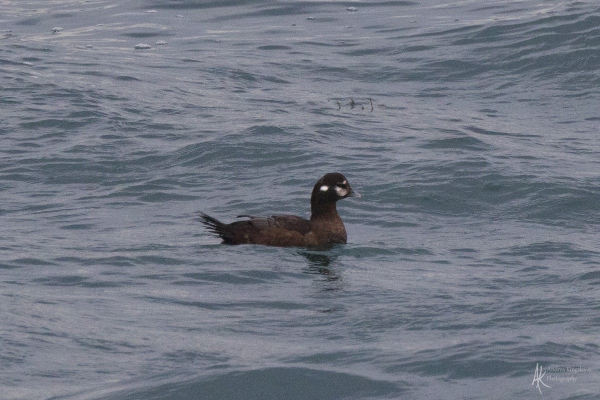 Harlequin Duck - ML646259111