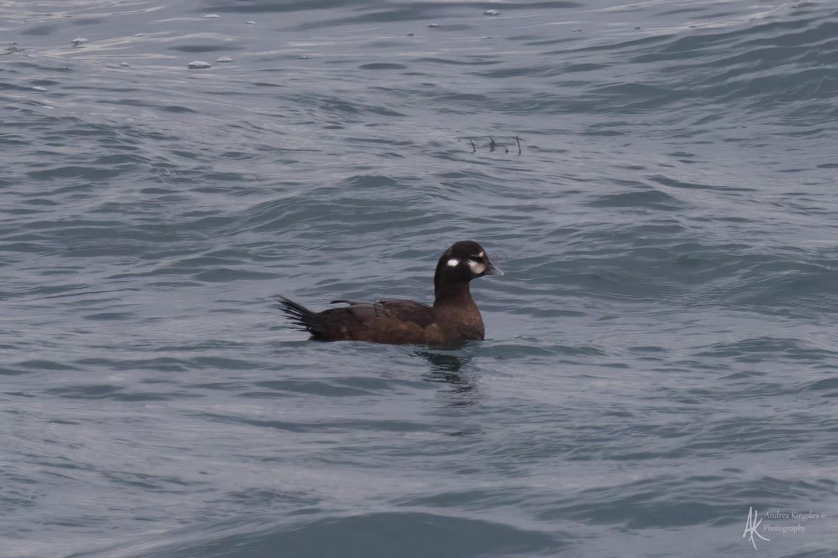Harlequin Duck - ML646259112