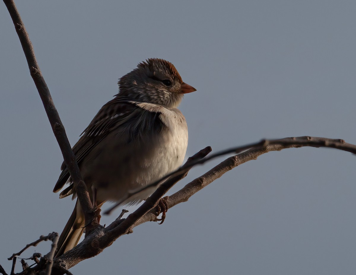 White-crowned Sparrow - ML646259115