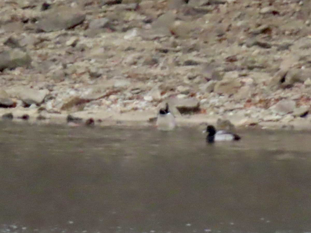 コスズガモ - ML646259120