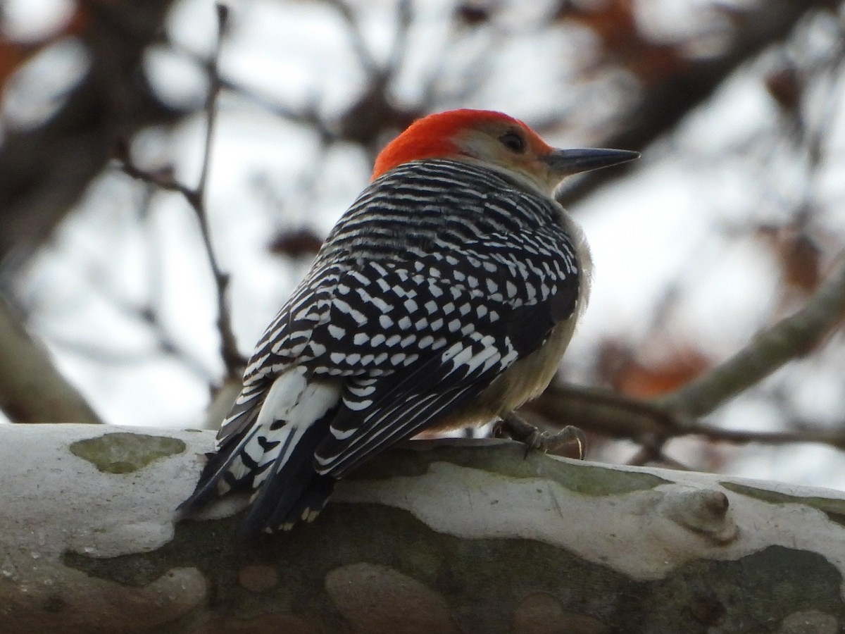 シマセゲラ - ML646259122