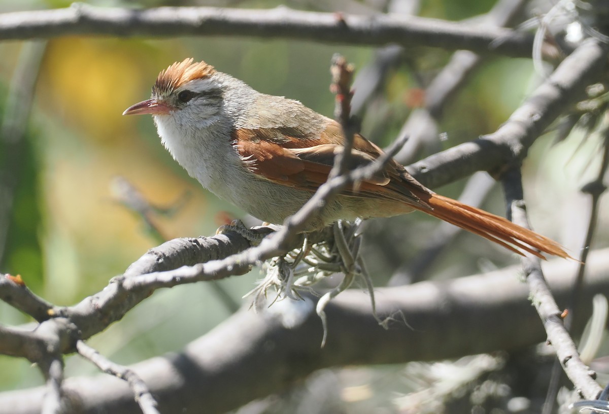 Bolivian Spinetail - ML646259125