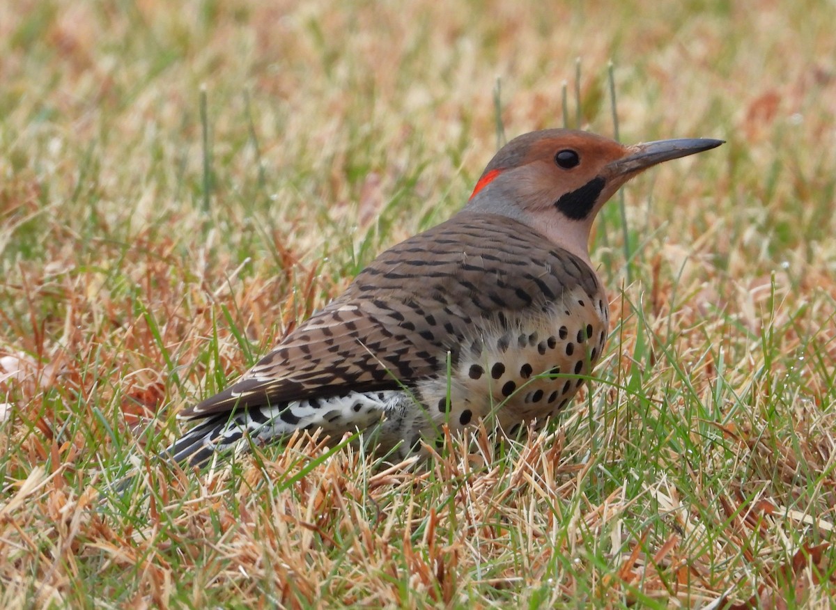 ハシボソキツツキ - ML646259137