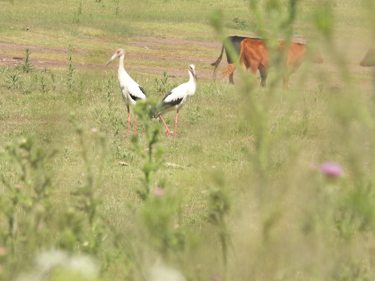 Maguari Stork - ML646259147