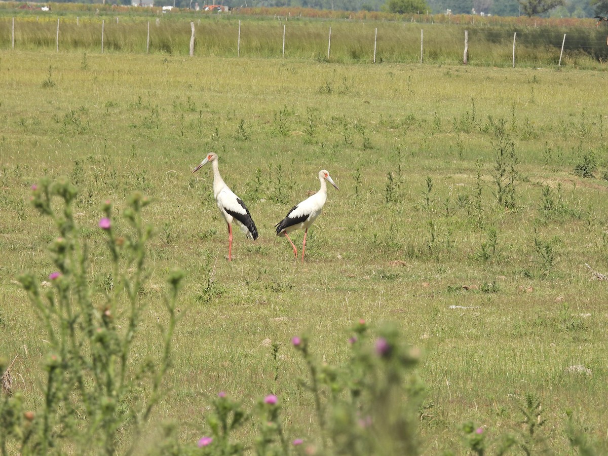 Maguari Stork - ML646259148