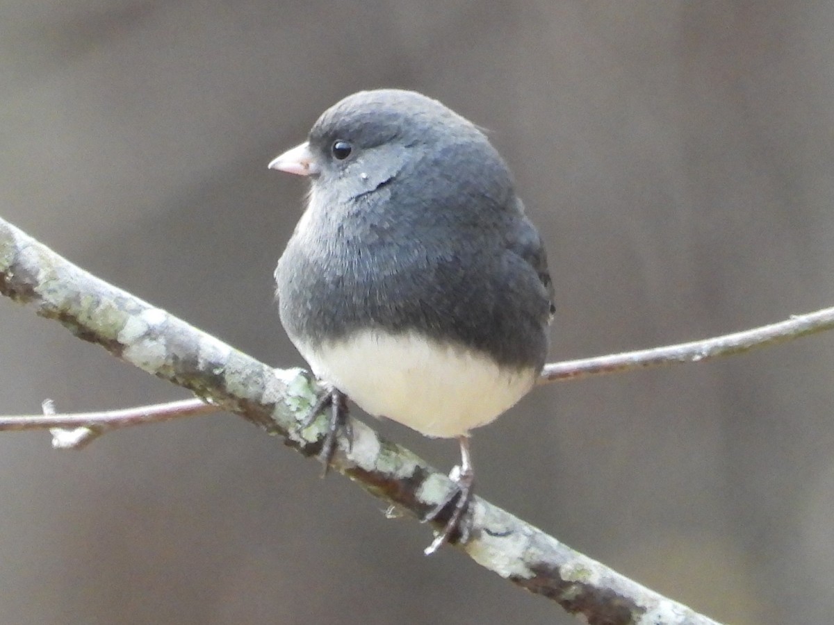 ユキヒメドリ - ML646259156