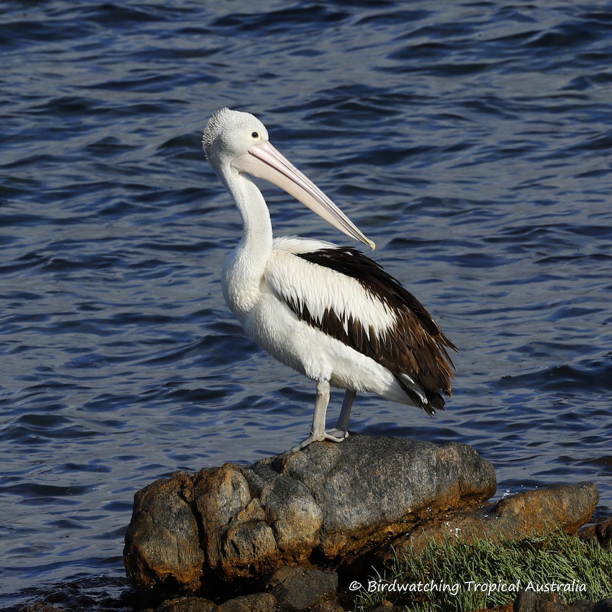 Australian Pelican - ML646259160