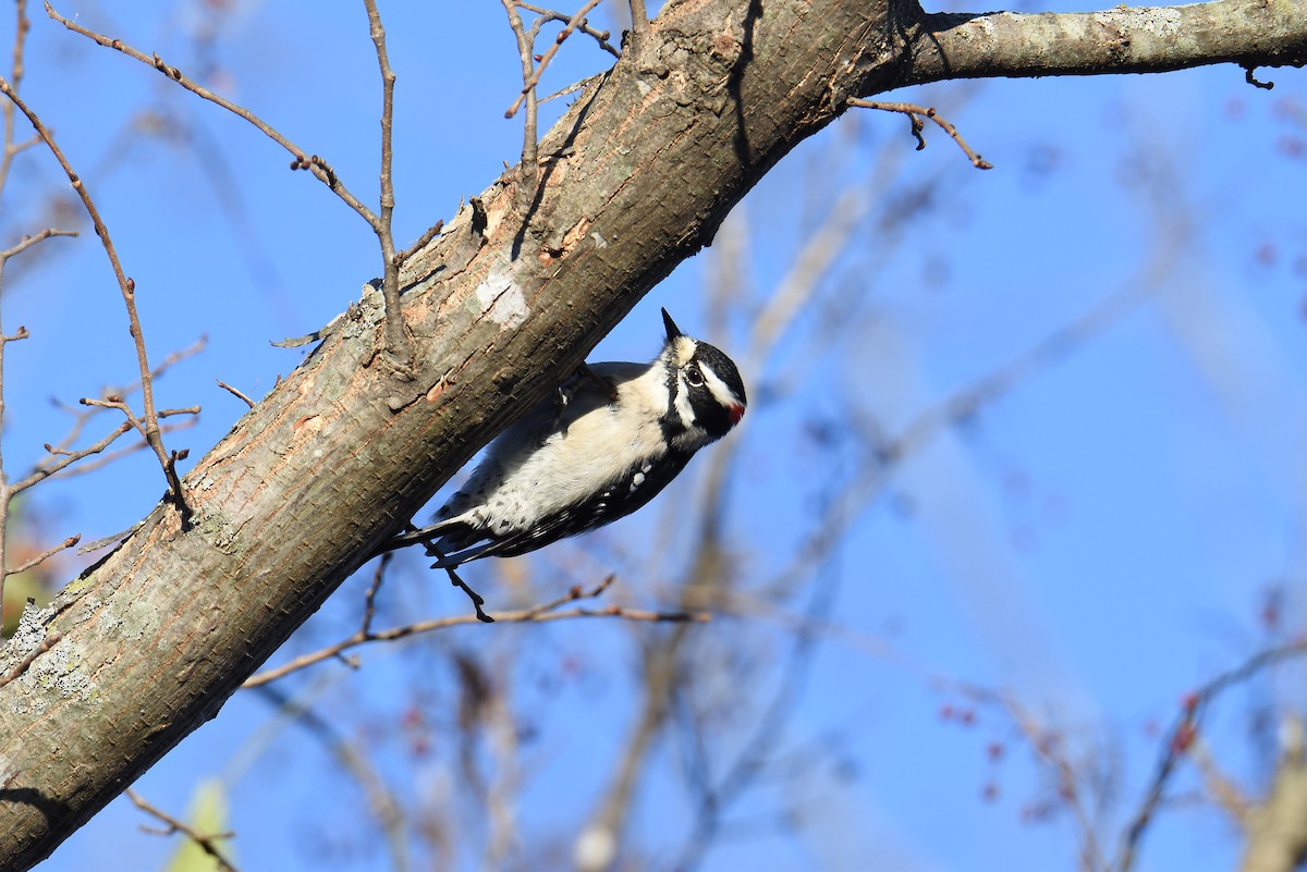 Downy Woodpecker - ML646259161