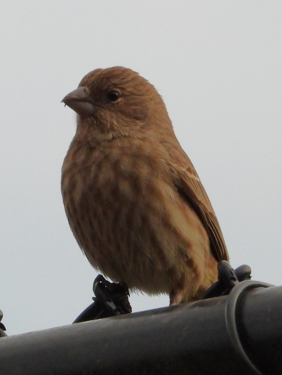 メキシコマシコ - ML646259162