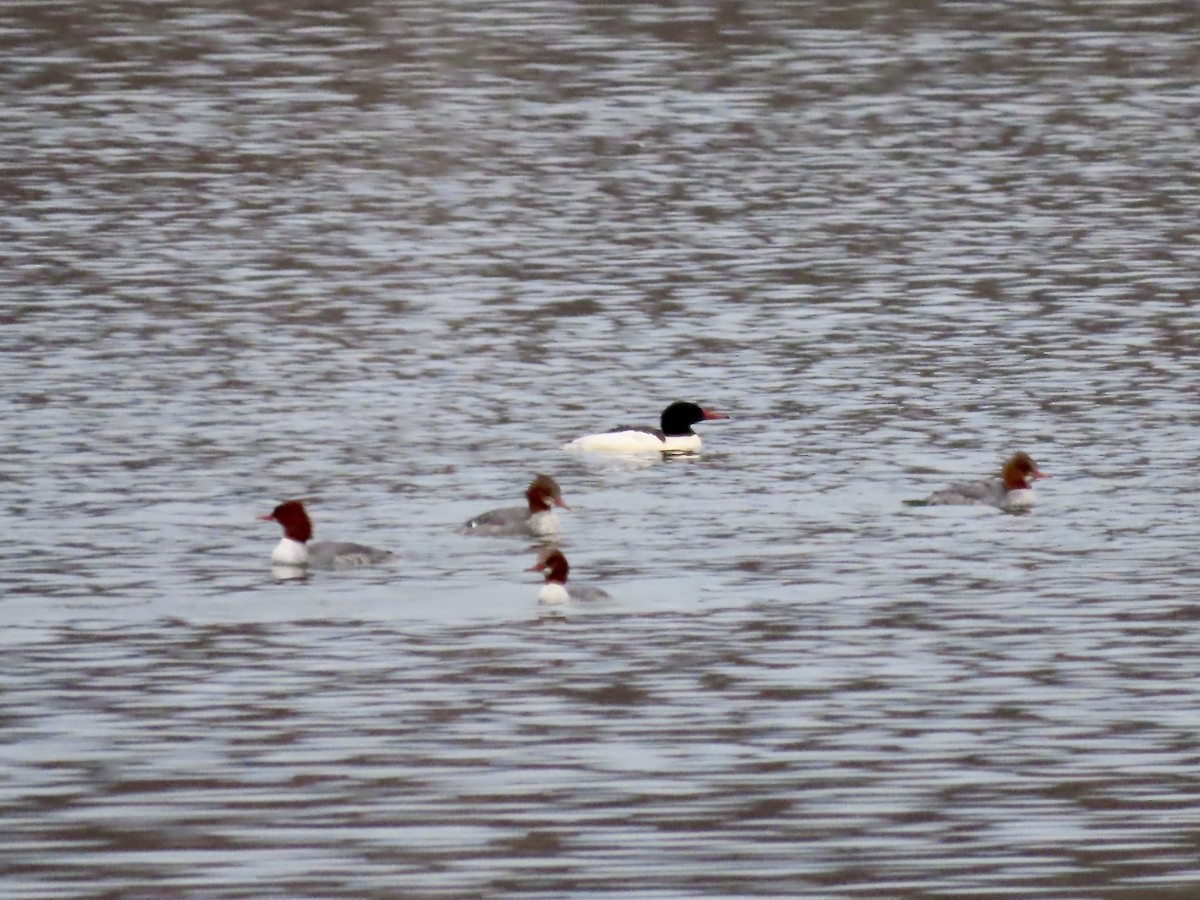 Common Merganser - ML646259163