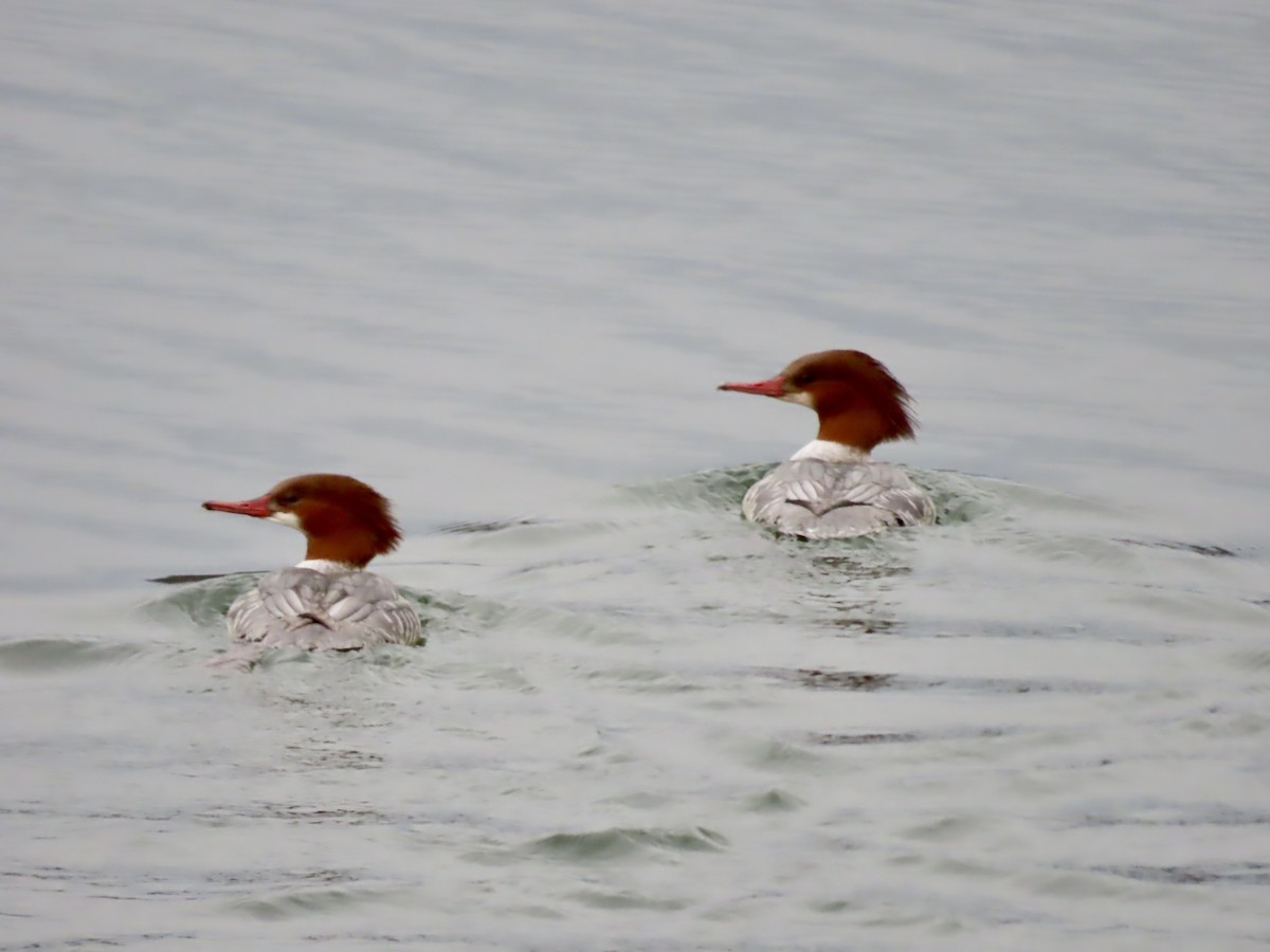 Common Merganser - ML646259164