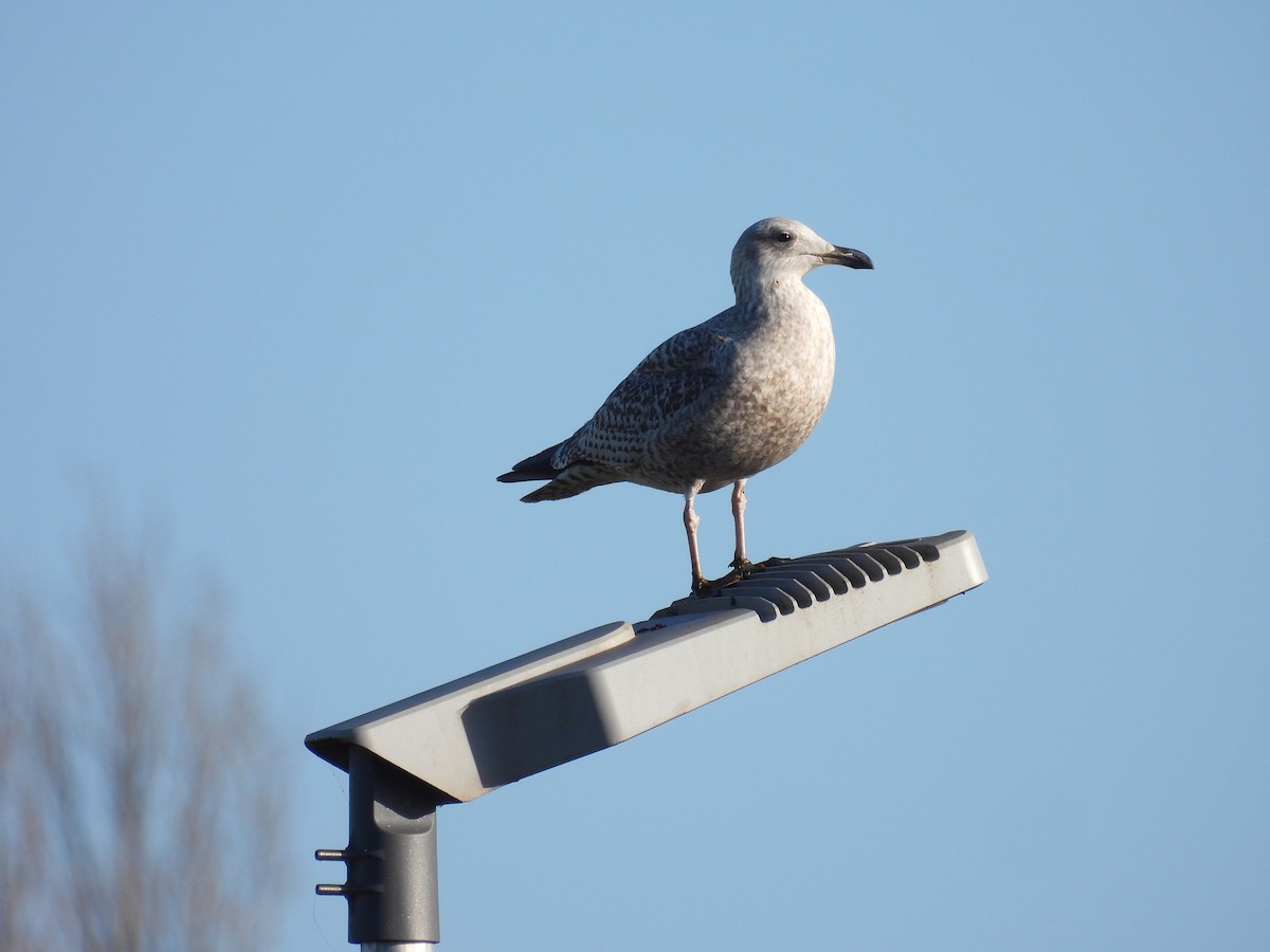 European Herring Gull - ML646259165