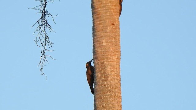 Moustached Woodcreeper - ML646259166