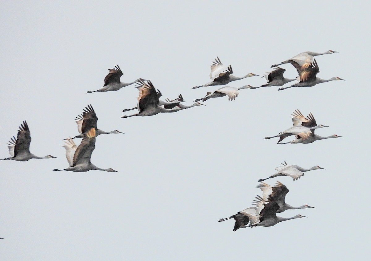 Sandhill Crane - ML646259167