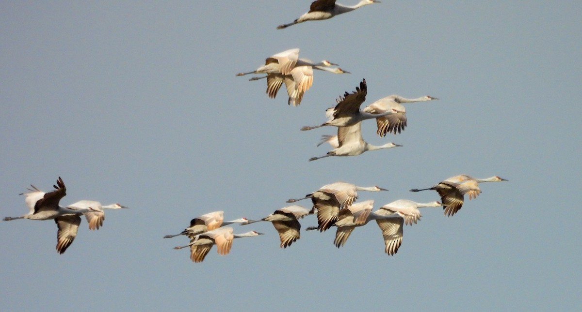Sandhill Crane - ML646259168