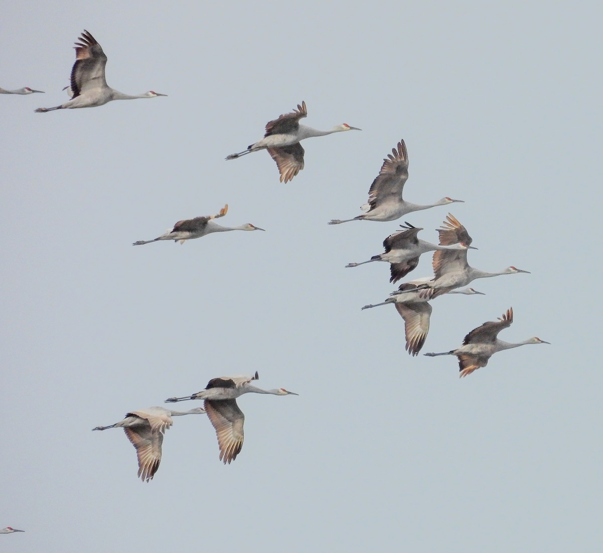 Sandhill Crane - ML646259169