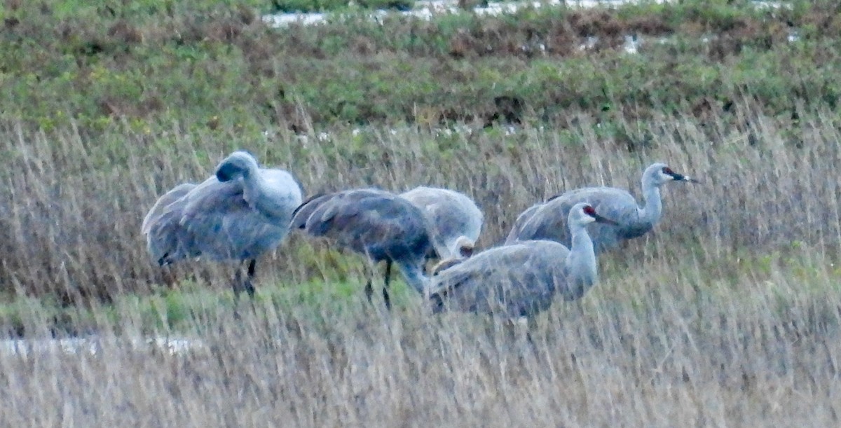 Sandhill Crane - ML646259170