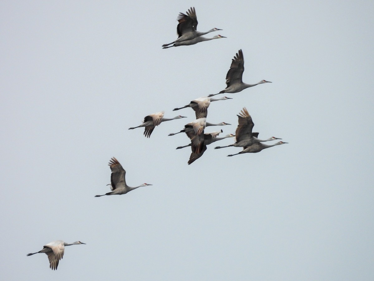 Sandhill Crane - ML646259173