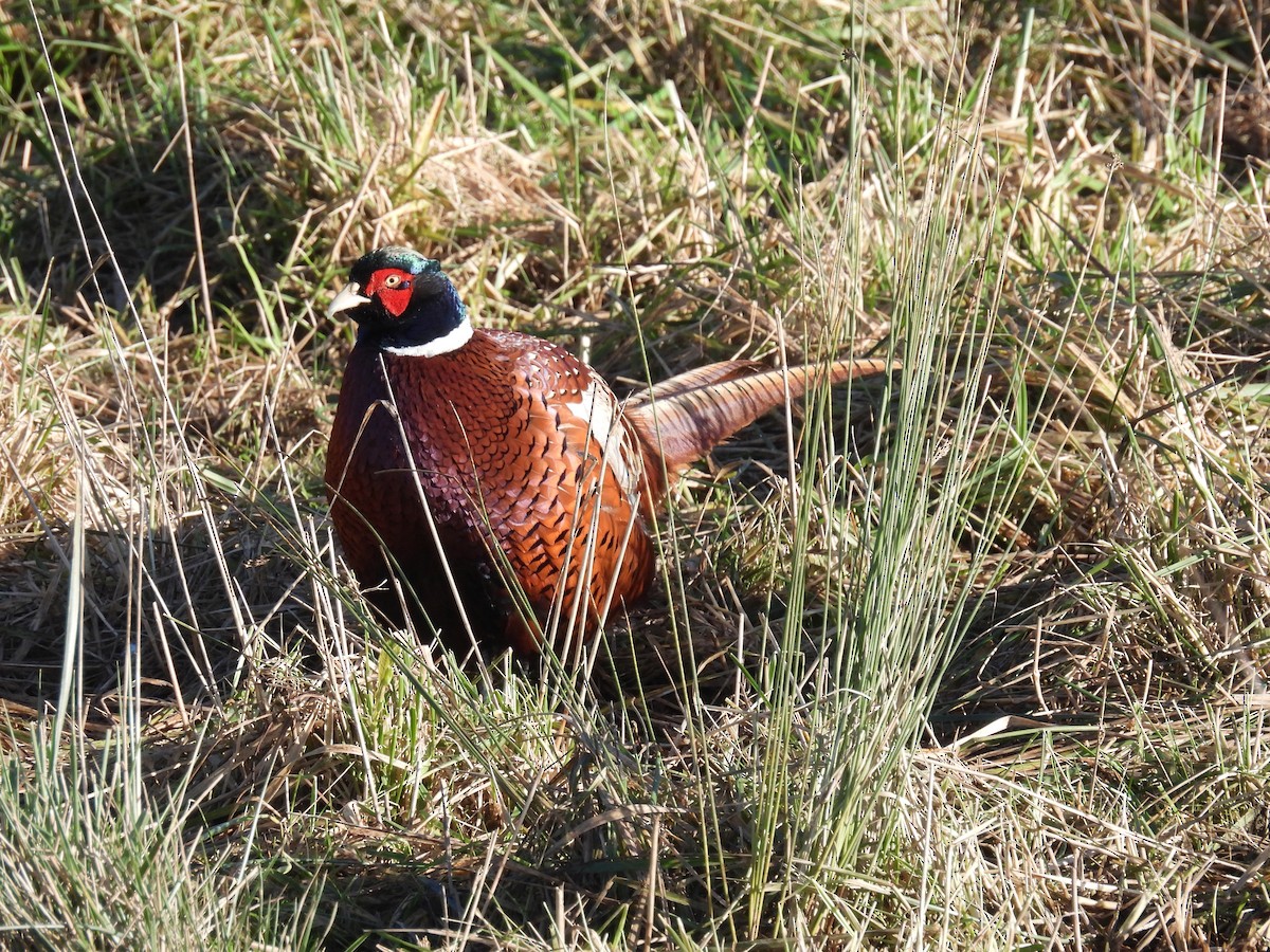Ring-necked Pheasant - ML646259175