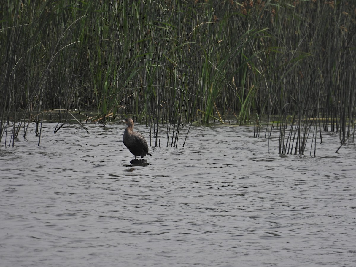Neotropic Cormorant - ML646259176