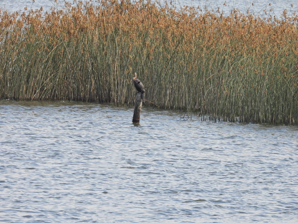 Neotropic Cormorant - ML646259177