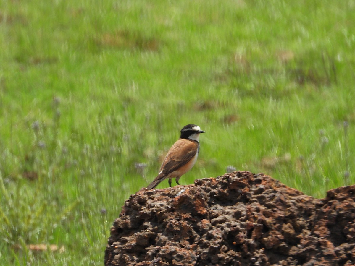 Capped Wheatear - ML646259179