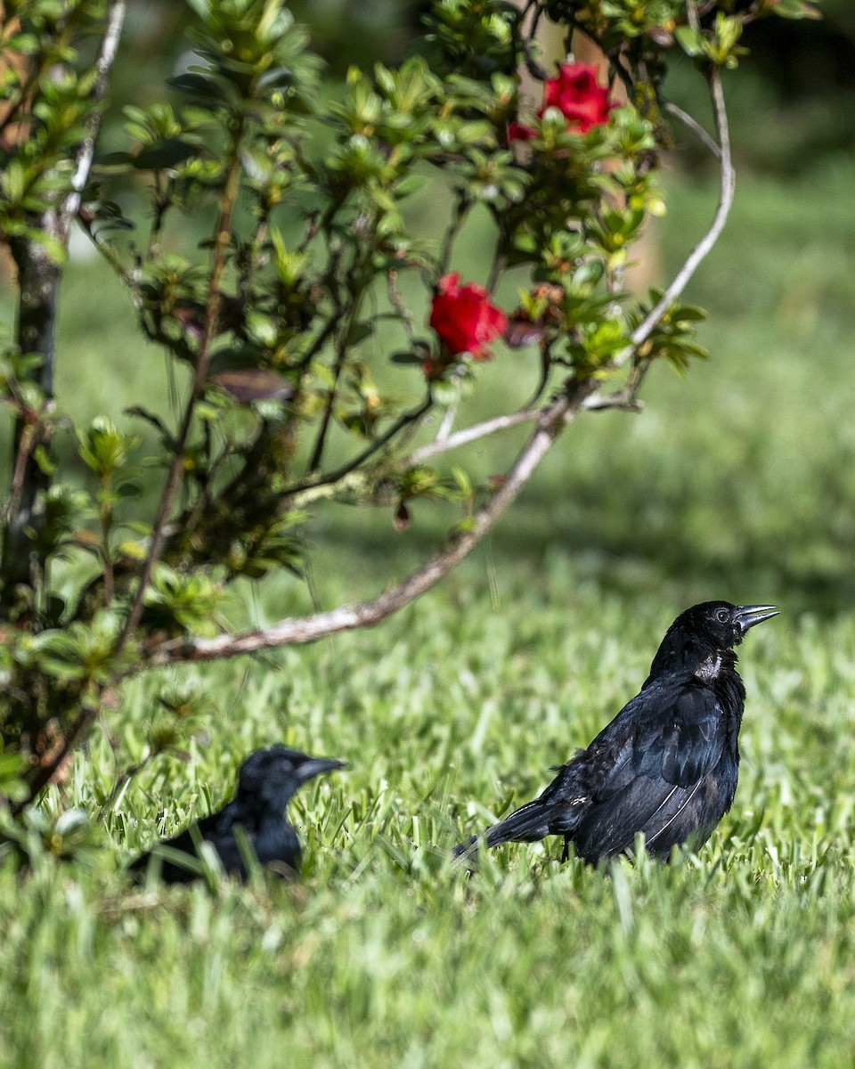 Melodious Blackbird - ML646259180