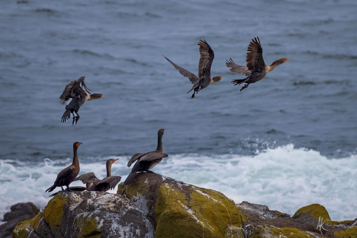 Great Cormorant - ML646259182