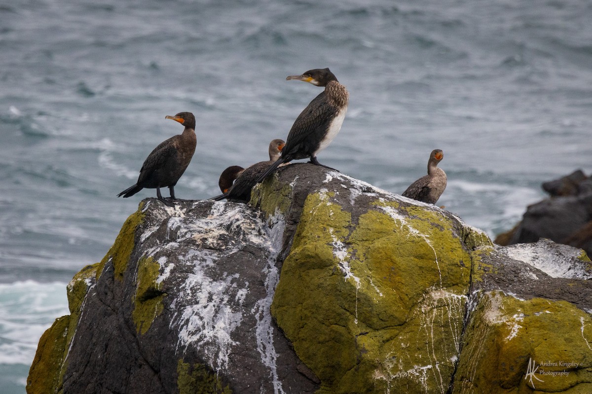 Great Cormorant - ML646259183