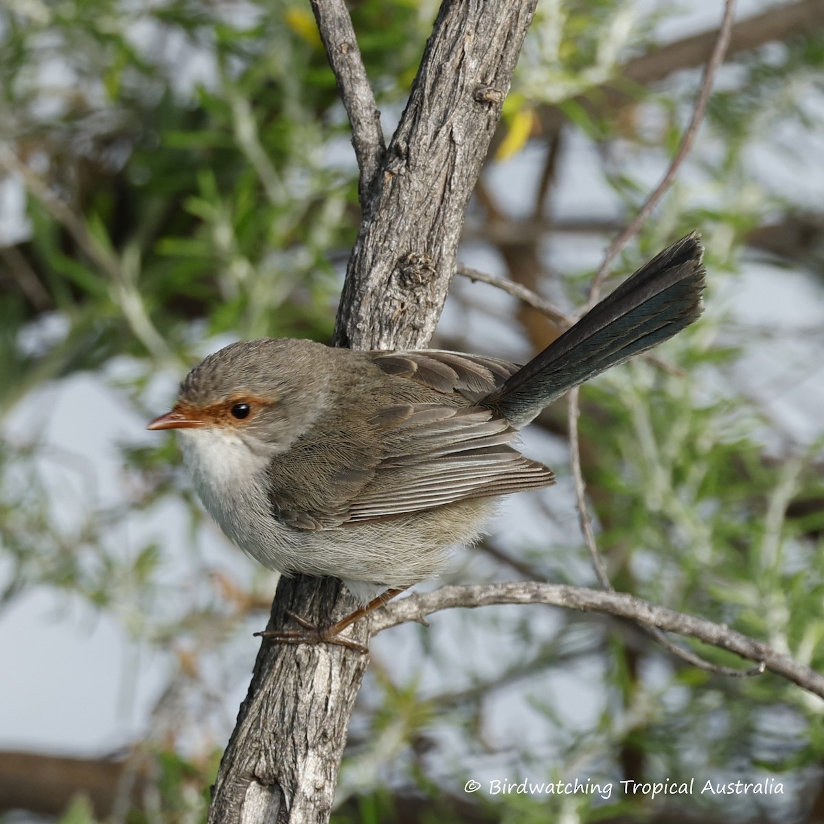 Superb Fairywren - ML646259185
