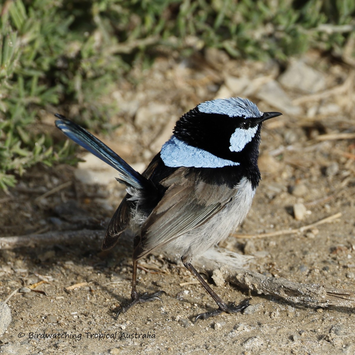 Superb Fairywren - ML646259186