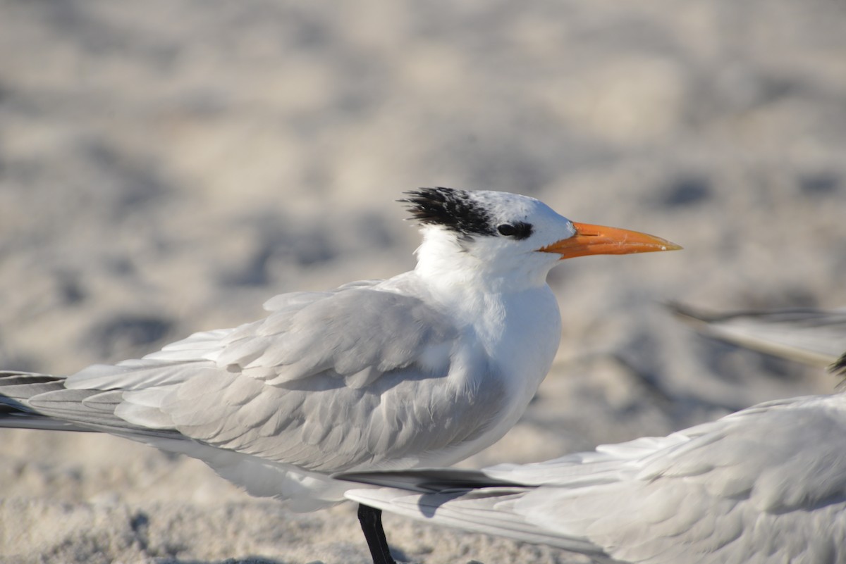 Royal Tern - ML646259187