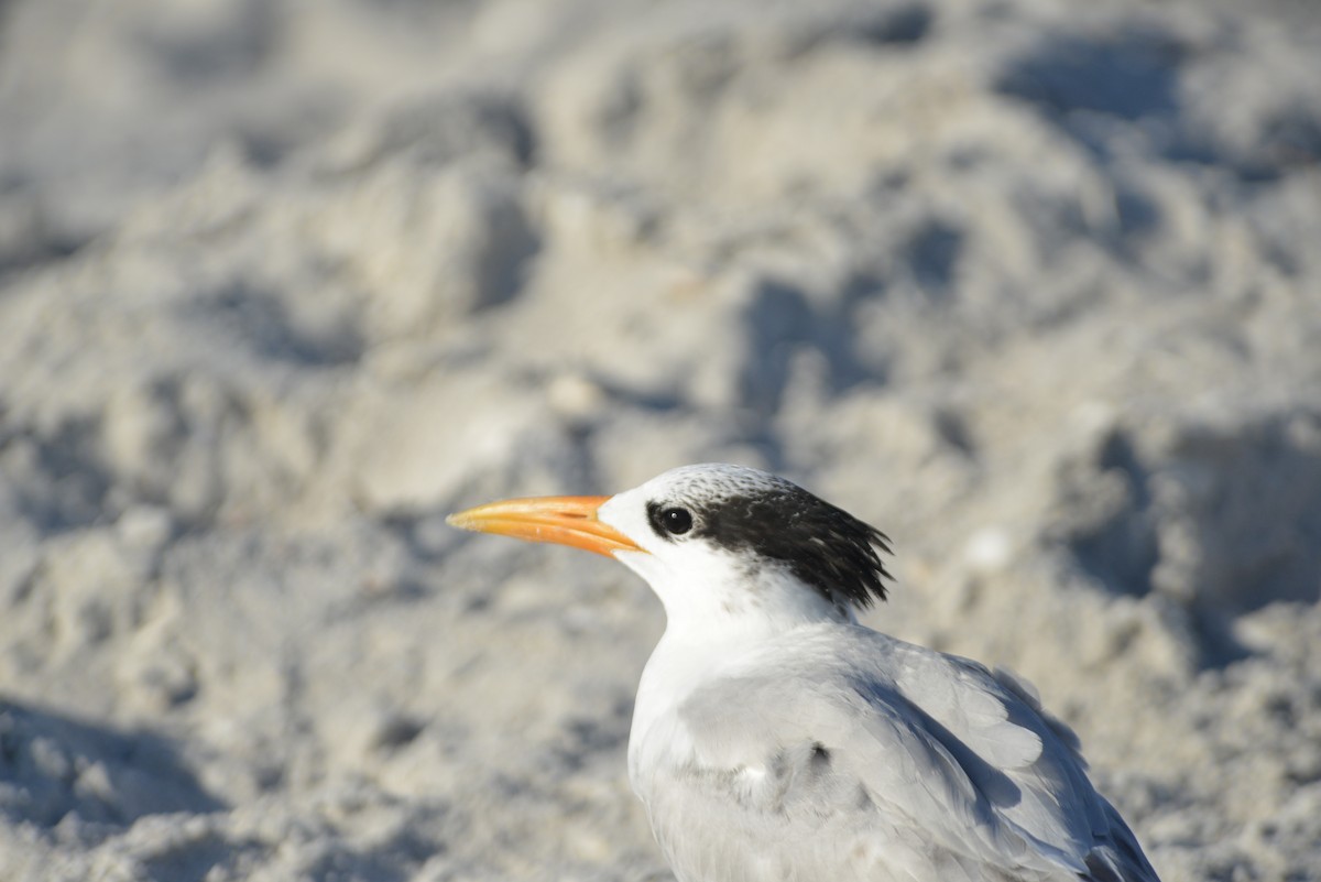 Royal Tern - ML646259188