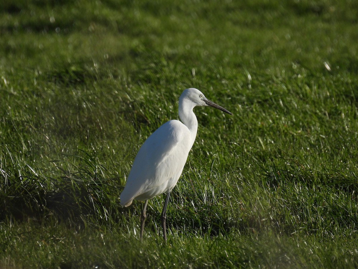 Little Egret - ML646259190