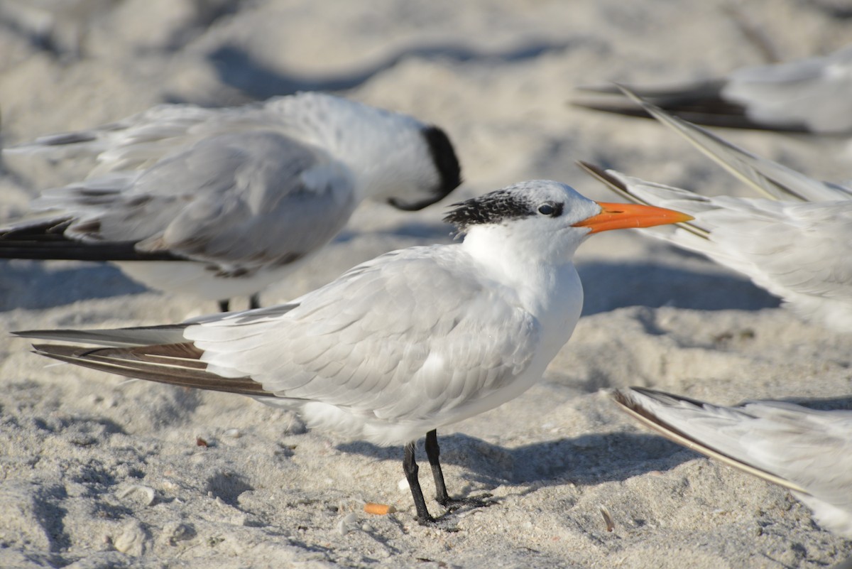 Royal Tern - ML646259193