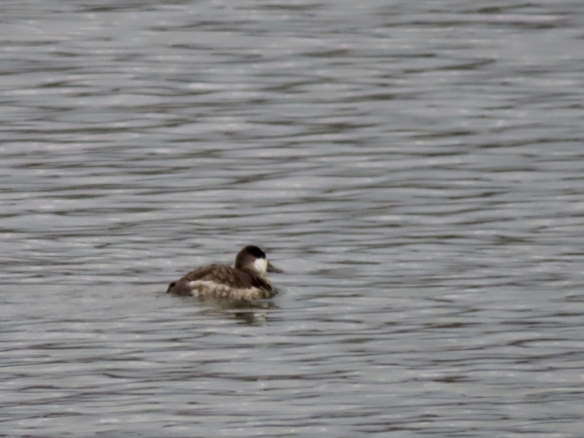 Ruddy Duck - ML646259195
