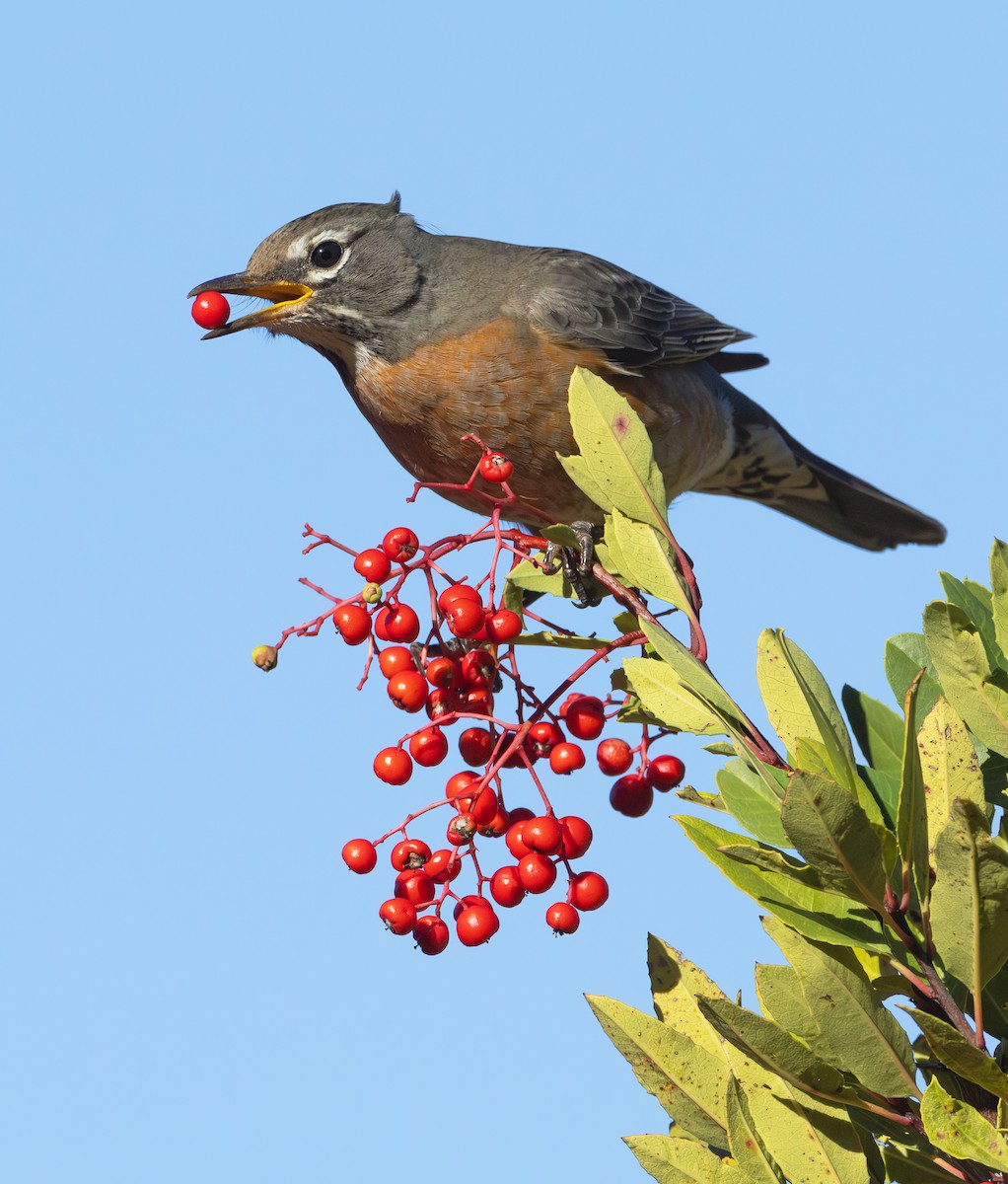 American Robin - ML646259196