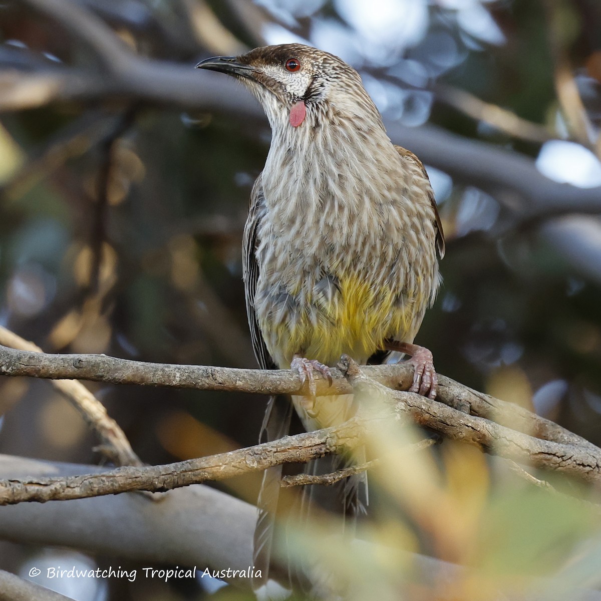 Red Wattlebird - ML646259202